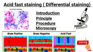 Acid fast staining part 3  Introduction  principal  Procedure  Microscopy [upl. by Indira]