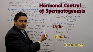 Hormonal control of Spermatogenesis  Biology class 12  Dr Mushtaq [upl. by Debbi778]