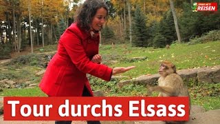 Das Elsass entdecken  eine Tour von Eguisheim über Colmar bis zur Hochkönigsburg Spar mit Reisen [upl. by Yrrehc]