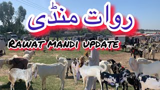 Rawat mandi Rawalpindi 2024 latest update Rawat mandi with rate [upl. by Ahern327]