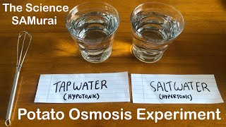 Potato Osmosis Experiment Hypotonic vs Hypertonic Solutions  The Science SAMurai [upl. by Nrubyar]