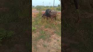 Buffalos are food searching [upl. by Ahsal]