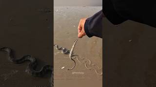 Man Saved a Mother Snake and Her Baby 😍 shorts [upl. by Lucinda]