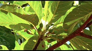 Chiuri Butter Tree  in Nepali [upl. by Alva60]