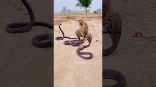 Three cobra with monkey [upl. by Pelpel]