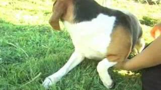 Beagles rescued from bankrupt laboratory [upl. by Lehet13]