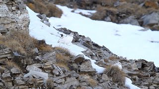 Rock Ptarmigan  Lagopède alpin [upl. by Jeri760]