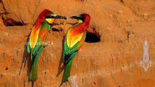 bee eater birds life style and facts about birds birds facts beeeater animals birdslover [upl. by Nara]