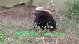 Stoffel the Honey Badger العسل الغرير 蜂蜜獾 मधु बेजर 蜂アナグマ South Africa هجوم 攻擊 attack menyerang โจมตี [upl. by Maloy]