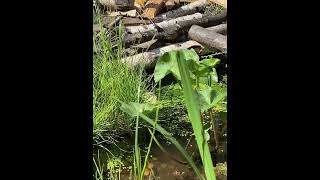 Damselflies mating around pond 3 [upl. by Esther]