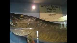 World Record Muskie [upl. by Pratte]