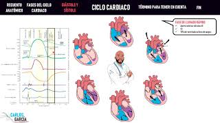 Fisiología — Ciclo Cardiaco Llenado Eyección Contracción [upl. by Eisso]