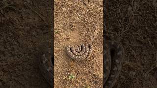 The deadly venomous Sawscaled viper from Asia spectacular defensive behavior [upl. by Spaulding]