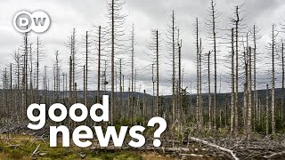 Why Europe and America’s dying forests could be good news [upl. by Johnsten331]