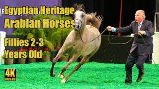 Egyptian Heritage Arabian Horses  23 Yr Old Fillies at Scottsdale Arabian Horse Show 2024 [upl. by Hillari]