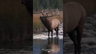 Bull elk bugling in the Canadian Rockies [upl. by Llerud]