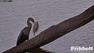 Anhinga catches fish swallows it F23 by the pond  1517  20240511 Southwest Florida Eagle Cam [upl. by Eikcir]