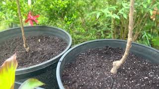 Ulster sweet cherryBing sweet cherryGolden russet Bosc pear dwarf trees planted In pots May 2023 [upl. by Orman]