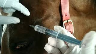 Auriculopalpebral nerve block in horses  Fine needle aspiration biopsy ll Vet [upl. by Nydnarb955]