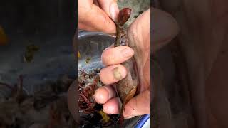 Teach you how to quickly clean crayfish Sannong Crayfish Eating crayfish season Cleaning crayfis [upl. by Stalk]