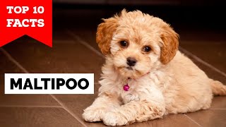 Maltipoo  Top 10 Facts [upl. by Alleen]