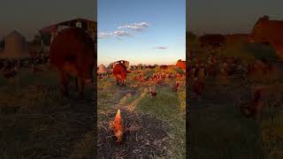 Golden Hour at Shirttail Creek Farm [upl. by Sylera]