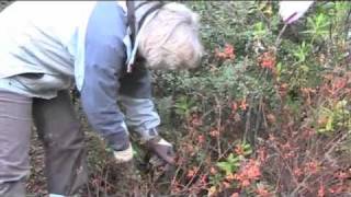 Pruning Spiraea japonica quotAntony Watererquot m4v [upl. by Eidualc]