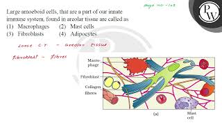 Large amoeboid cells that are a part of our innate immune system found in areolar tissue are c [upl. by Ahsotal]