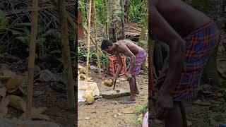 Coconut Dehusking ASMR  Traditional Coconut Husk Remover in Action 🥥💪 [upl. by Gambell]