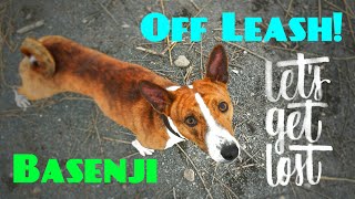 Basenji Running OFF LEASH amp Coming Back When Called [upl. by Starla]