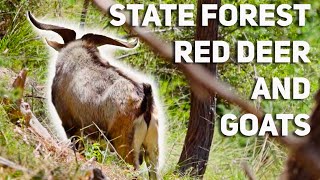 Wild goats and Red deer Public land hunting Australia [upl. by Solegna]