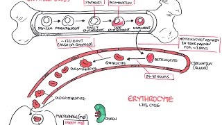 Haematology  Red Blood Cell Life Cycle [upl. by Madson379]