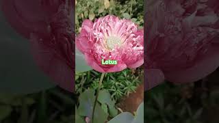 Lotus plant sri sai nursery garden chennai 9094972510 [upl. by Ebsen]