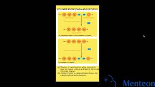 Synthesis and Breakdown of Polymers [upl. by Sanburn499]