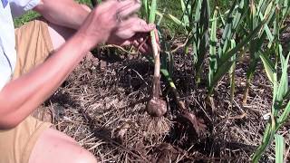 Harvesting Fall Garlic [upl. by Eleanore]