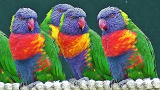 Lorikeets  Exotic Birds [upl. by Laucsap]