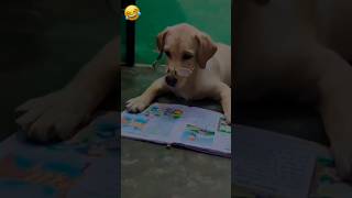 Dog hindi funny 🐶😅shortsvideo youtubeshort hindifunny 😂😂vairal [upl. by Siger798]