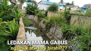 LEDAKAN MAMA GABUSmancing ikan gabus [upl. by Weber816]