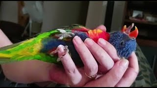 Are You Ready For This  Owning A Lorikeet Truths [upl. by Metabel]