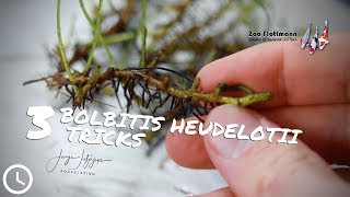 3 Bolbitis heudelotii tricks 🌿 you probably have never heard before [upl. by Elleirol]