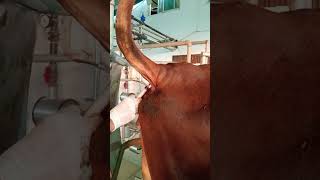 IV through coccygeal vein  IV route cow dairyfarming farming vet farming [upl. by Mehala]