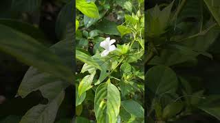 Barleria cristata var var albida [upl. by Oneida]