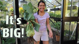 Kohlrabi Harvest biggest ever [upl. by Gilder]