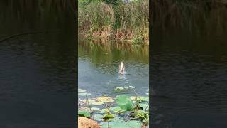 Rohu Fish Awesome Jumping rohufish hookfishing shortvideo [upl. by Lefton]