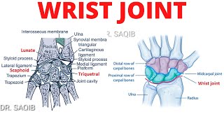 Wrist Joint Anatomy [upl. by Nylaroc675]