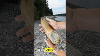 Ever Tried Eating a Geoduck 🤔 [upl. by Chellman]