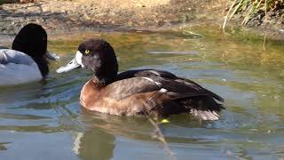 Greater scaup [upl. by Anneg]