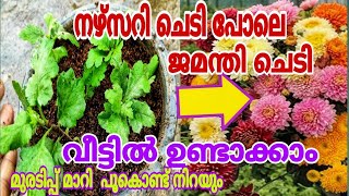 ജമന്തി ചെടിയിൽ പൂ കൊണ്ട് നിറയാൻ എളുപ്പവഴി Jamanthi Plant Care Malayalam [upl. by Nawak]