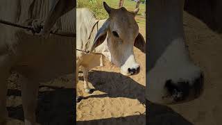 treatment in tha cattle lumpy jawActinomycosis of cow veterinary youtube kishan lumpy cow [upl. by Yniatirb]