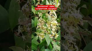 Wild privet plant Botanical name  Ligustrum vulgare  Family Oleaceae [upl. by Petras]